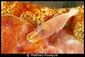 periclimenes imperator by Mathieu Foulquié 